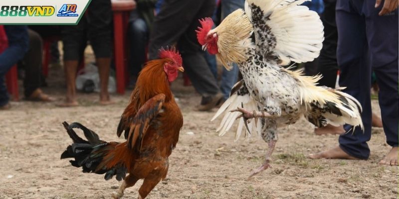 Khái niệm về Đá gà Philippines