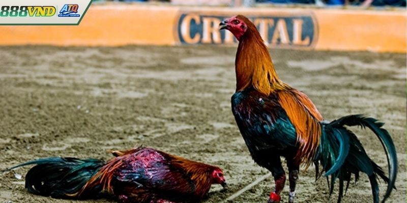 Các hình thức cá cược đá gà Philippines