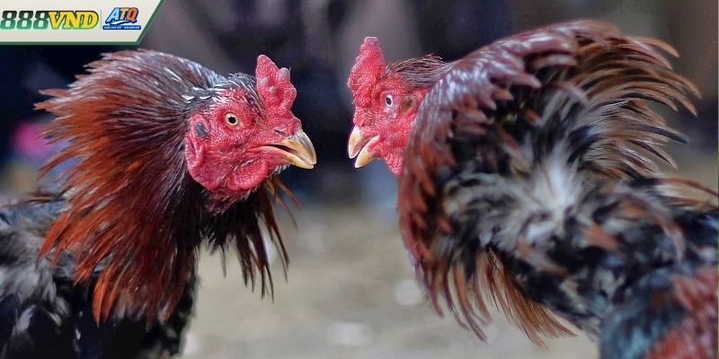 Đá Gà Trực Tiếp - Loại Hình Giải Trí Ấn Tượng Nhất Châu Á