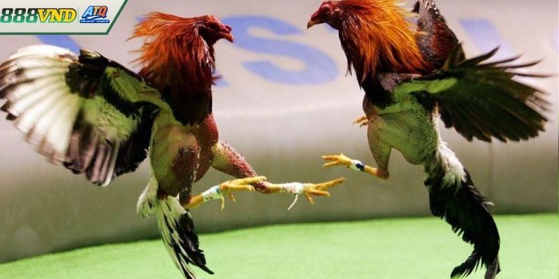 Phân loại các trận đá gà trực tiếp thường thấy
