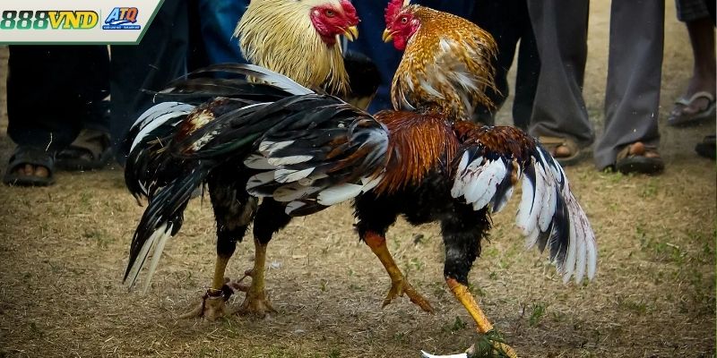 Mẹo nhận biết vảy gà tốt chuẩn xác