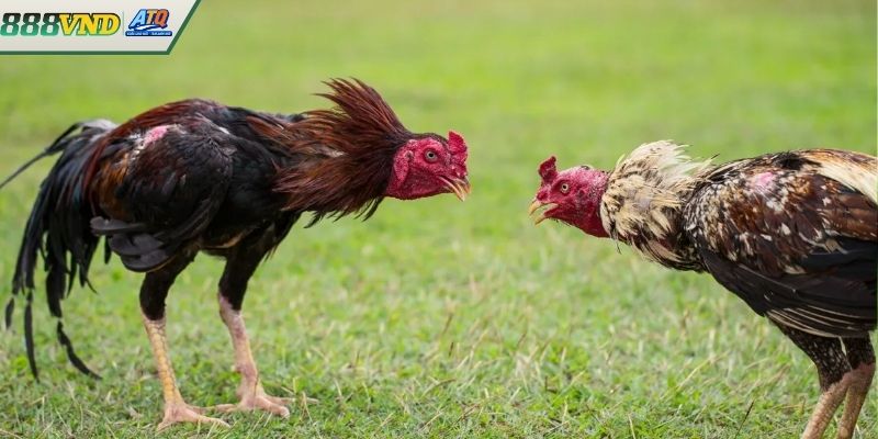 Phân loại các vảy gà tốt thường gặp