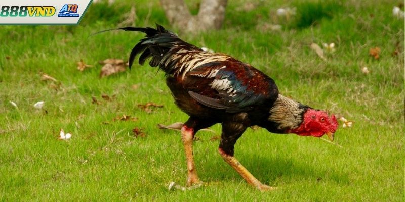 Khái niệm và giải thích về vảy gà tốt